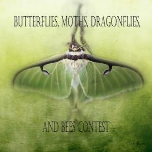 Congratulations to Winners of the Butterflies, Moths, Dragonflies, and Bees Contest