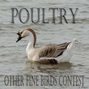 Congratulations to Winners of the Poultry and Other Fine Birds Contest